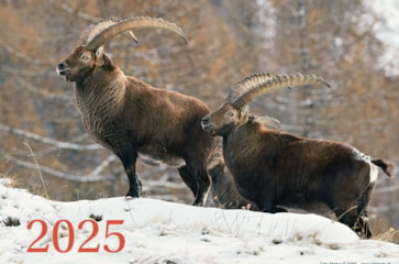 Wildtierkalender 2025